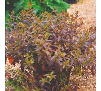 Thompson & Morgan Haloragis Erecta Melton Bronze Shrub Seeds Hardy New Zealand Compact Bronze Foliage Red Flowers Borders & Containers 25 Seeds