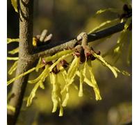 Thompson & Morgan Hamamelis (Witch Hazel) Arnold Promise 9Cm Potted Plant X 3