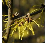 Thompson & Morgan Hamamelis (Witch Hazel) Arnold Promise 9Cm Potted Plant X 4