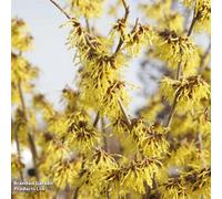 Thompson & Morgan Hamamelis X Intermedia (Witch Hazel) Arnold Promise 9Cm Pot X 1