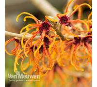Thompson & Morgan Hamamelis X Intermedia (Witch Hazel) Jelena 9Cm Pot X 1