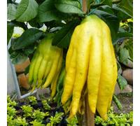 Thompson & Morgan Hand Of Buddha Citrus Tree - Exotic Fragrant Unique Finger Fruit Aromatic Flowers - 16Cm Pot X1