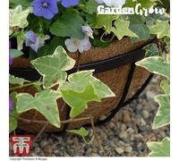 Hanging Basket Coco Liner for 30cm Baskets 2x by Thompson and Morgan (2)