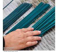 Thompson & Morgan Hard Good Plant Cane (12 Inch) 30cm 1 Bundle of 50 Canes x 1