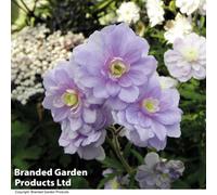 Thompson & Morgan Hardy Geranium Summer Skies 1 Bare Root Plant