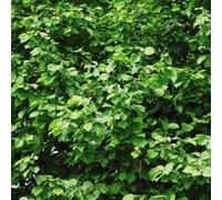 Thompson & Morgan Hardy Hazel Cobnut Tree (Corylus Avellana) - Edible Nuts Catkins Wildlife Friendly Easy Grow (3L Pot)