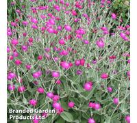 Thompson & Morgan Lychnis coronaria 1 Litre Potted Plants x 2, Pink