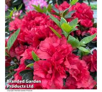 Thompson & Morgan Hardy Rhododendron Encore Autumn Fire - 3 Litre Potted Plant X 1 - Repeat Flowering Variety
