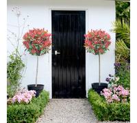 Thompson and Morgan Standard Photinia Red Robin Plant Pot 3L 2 Pack - Size: 100 x 20 x 20cm - Multi - Thompson & Morgan - Wilko
