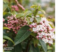 Thompson & Morgan Hardy Shrub - Viburnum Tinus - 3.6 Litre Potted Plant X 1