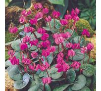 Thompson & Morgan Hardy Winter Cyclamen Rubrum Bulbs - Rich Magenta Blooms Marbled Foliage Shade-Loving Rhs Agm - 4 Bulbs