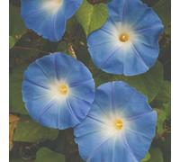 Thompson & Morgan Heavenly Blue Morning Glory Flower Seeds - Easy Grow Climber Summer Blooms (1 Seed Packet)