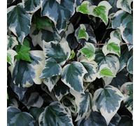 Thompson & Morgan Hedera Algeriensis Gloire De Marengo - Evergreen Ivy Climber Ground Cover Low Maintenance Wildlife Friendly 2X15Cm Pots