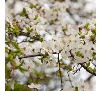Thompson & Morgan Hedge Bird Cherry - Prunus Avium - White Spring Flowers Red Cherries Autumn Foliage Bird-Friendly 1 Bare Root
