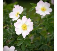 Thompson & Morgan Hedge Burnet Rose (Rosa Pimpinellifolia) - White Flowers Purple Hips Wildlife Friendly Easy Grow Bareroot Rose