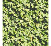 Thompson & Morgan Hedge Field Maple (Acer Campestre) - 1 Bare Root 80/100Cm - Uk Native Wildlife Friendly Fast Growing Autumn Colour