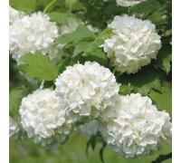 Thompson & Morgan Hedge Guelder Rose (Viburnum Opulus) 1 Bare Root Plant