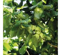 Thompson & Morgan Hedge Hazel (Corylus Avellana) 1 Bare Root Plant