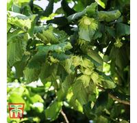 Thompson & Morgan Hedge Hazel (Corylus Avellana) 10 Bare Root Plants