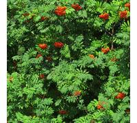 Thompson & Morgan Hedge Mountain Ash (Rowan) (Sorbus Aucuparia) 1 Bare Root Plant