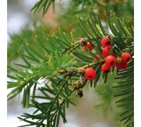 Thompson & Morgan Hedge Yew (Taxus Baccata) 1 Br 30/40