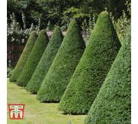 Thompson & Morgan Hedge Yew (Taxus Baccata) 10 Bare Roots