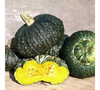 Thompson & Morgan Heirloom Squash Marina Di Chioggia Large 5Kg Sweet Orange Flesh Vigorous Disease Resistant Hardy Variety By Thompson And Morgan