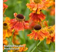 Thompson & Morgan Helenium Moerheim Beauty 1 Litre Potted Plant X 1