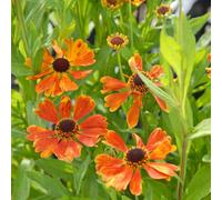 Thompson & Morgan Helenium Moerheim Beauty Hardy Perennial Copper-Red Flowers Bee Friendly Rhs Award Winner 1X 3L Potted Plant