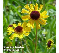 Thompson & Morgan Helenium Tip Top 1 Litre Potted Plant X 1