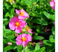 Thompson & Morgan Helianthemum Ben Hope 1 Litre Potted Plant X 1