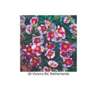 Thompson & Morgan Helianthemum Raspberry Ripple Pink/white Marbled Blooms Evergreen Hardy Shrub 1X 1L Pot T&m