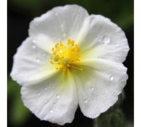 Thompson & Morgan Helianthemum The Bride 3 Litre Potted Plant x 1