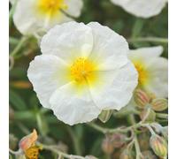 Thompson & Morgan Helianthemum The Bride White Yellow Evergreen Shrub 1X 1L Pot