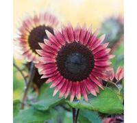 Thompson & Morgan Helianthus Annus Sunflower Ms Mars 1 Seed Packet (18 Seeds)