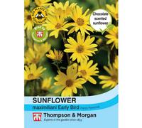 Thompson & Morgan Helianthus Maximiliani Sunflower Early Bird 1 Packet (20 Seeds)