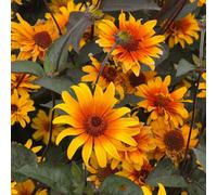 Thompson & Morgan Thompson & Morgan Heliopsis Heliopsis Helianthoides Burning Hearts 1 Packet