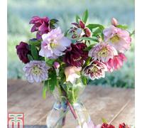 Thompson & Morgan Hellebores Double Mixed 1 Litre Potted Plant X 2