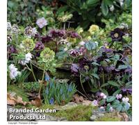 Thompson & Morgan Hellebores Washfield Doubles Mixed (Double Queen/hybridizers) 1 Litre Potted Plant X 1