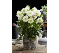 Thompson & Morgan Helleborus Orientalis Double Ellen Red 14Cm Potted Plant X 2