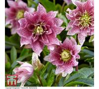 Thompson & Morgan Helleborus Orientalis Hello Amber 14Cm Potted Plant X 1