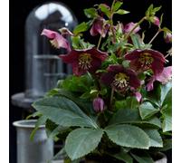 Thompson & Morgan Helleborus Orientalis Hello Ruby 14Cm Potted Plant X 1
