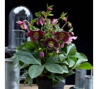 Thompson & Morgan Helleborus Orientalis Hello Ruby 14Cm Potted Plant X 2