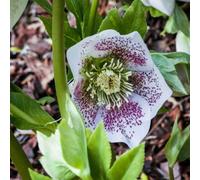 Thompson & Morgan Helleborus Orientalis Hello White 14Cm Potted Plant X 1