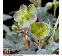 Thompson & Morgan Helleborus Sternii Silver Dollar 14Cm Pot X 1
