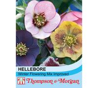 Thompson & Morgan Helleborus Winter Flowering Mixed 1 Seed Packet (15 Seeds)
