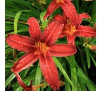 Thompson & Morgan Hemerocallis Crimson Pirate Resilient Red Summer Blooming Daylily - Evergreen Hardy Easy Grow - 9Cm Pot X1