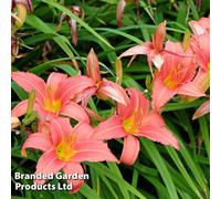 Thompson & Morgan Hemerocallis Dress Code 9Cm Potted Plant X 1