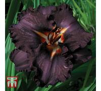 Thompson & Morgan Hemerocallis Longfield's Black Magic 1 Bare Root Plant (Size 1)