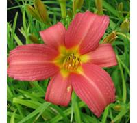 Thompson & Morgan Hemerocallis Pink Damask - Large Salmon Pink Blooms Gold Throat Hardy Perennial Easy Care Rhs Award Summer Flowering